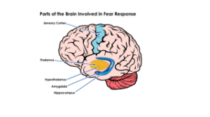 Parts of the Brain involved in Fear Response